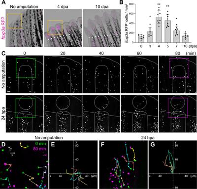 Regulatory T cells regulate blastemal proliferation during zebrafish caudal fin regeneration